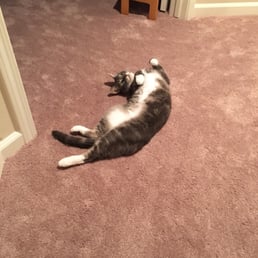 Everyone in our family loves our new carpet! Everyone in our family loves our new carpet!