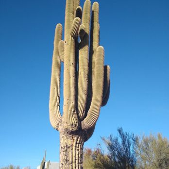 El Encanto - Saguaros - Mexican Near Me - Cave Creek, Arizona El Encanto - Saguaros - Mexican Near Me - Cave Creek, Arizona