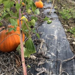 Breezy Gardens - Pumpkin patch