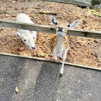 Wisconsin Deer Park - Zoos Near Me - Wisconsin Dells, Wisconsin Wisconsin Deer Park - Zoos Near Me - Wisconsin Dells, Wisconsin
