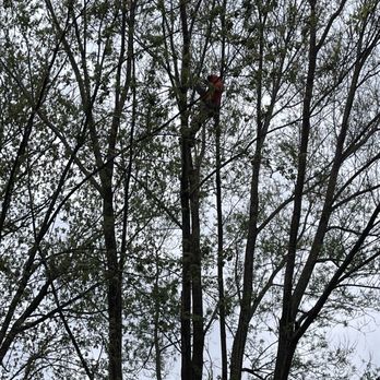 Super Star Tree Service - These trees were huge - Tree Services Near Me - West Chicago, Illinois Super Star Tree Service - These trees were huge - Tree Services Near Me - West Chicago, Illinois