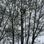 Photo of Super Star Tree Service