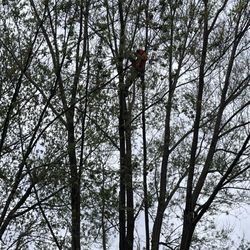 Super Star Tree Service - These trees were huge