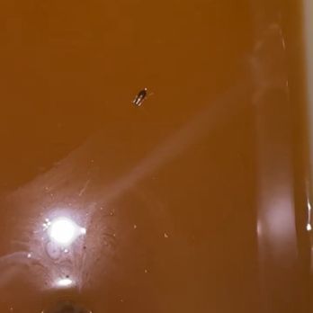 Frosty Freeze - baby roaches in their butterscotch topping - Ice Cream & Frozen Yogurt Near Me - Franklin, Kentucky