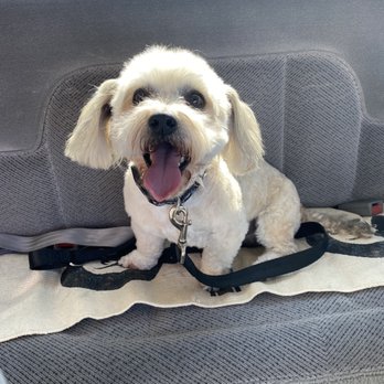 Kong's Pets & Grooming - Pet Groomers Near Me - Bell, California