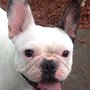 Photo of Bernardsville Country Kennels