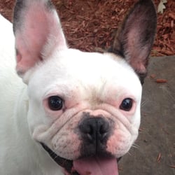 Bernardsville Country Kennels