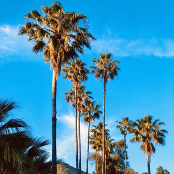 Veterans Memorial Park - Palm trees by gated entrance to hike - Parks Near Me - Sylmar, California Veterans Memorial Park - Palm trees by gated entrance to hike - Parks Near Me - Sylmar, California