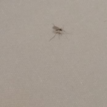 Bistango in Irvine - An almost dead gnat crawling on our table....Disgusting!!! - American Near Me - Irvine, California Bistango in Irvine - An almost dead gnat crawling on our table....Disgusting!!! - American Near Me - Irvine, California