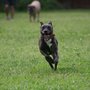 Photo of Camp 4 paws