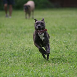 Camp 4 paws