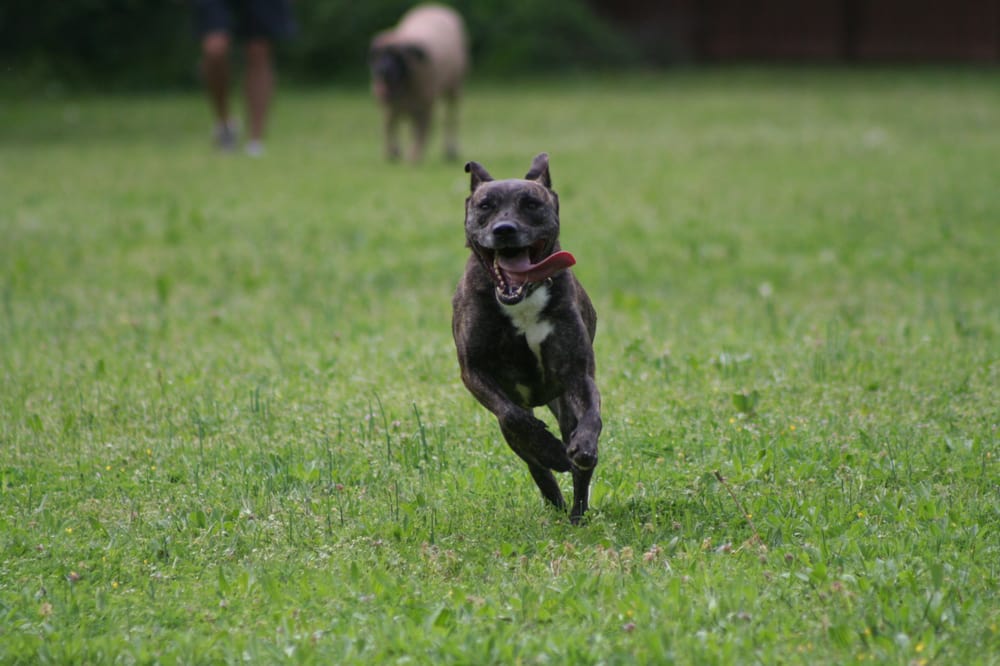 Camp 4 paws - pet boarding facility in Memphis, TN