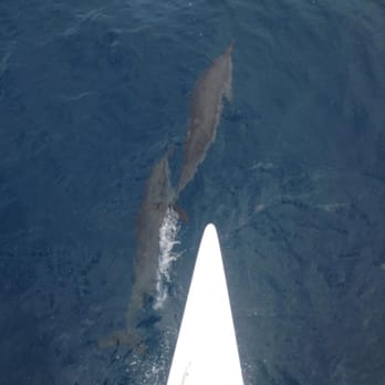 Holoholo Charters - Spinner dolphins leading the way - Boating Near Me - Eleele, Hawaii Holoholo Charters - Spinner dolphins leading the way - Boating Near Me - Eleele, Hawaii