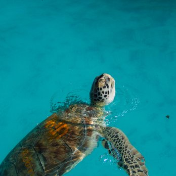The Turtle Hospital - Here you can see the Name they gave this 'Patient' for his stay! - Veterinarians Near Me - Marathon, Florida The Turtle Hospital - Here you can see the Name they gave this 'Patient' for his stay! - Veterinarians Near Me - Marathon, Florida