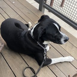 Chief sitting calmly while I enjoy my coffee in town! He's turning into a good boy that I can trust more and more each day! Chief sitting calmly while I enjoy my coffee in town! He's turning into a good boy that I can trust more and more each day!