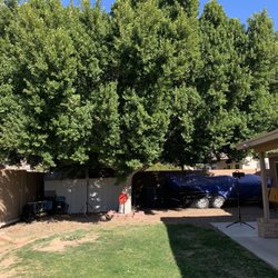 Murphy's Trees - Before