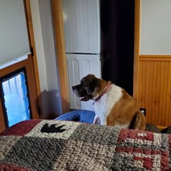 Best Windows & Doors - the dog, enjoying her "window" doggie door :-)