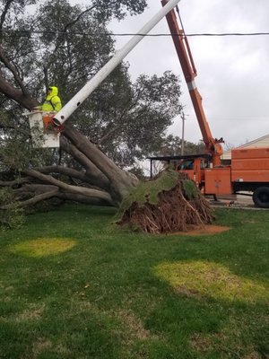 "Experience. Integrity. Expert Tree Care." - "Experience. Integrity. Expert Tree Care."