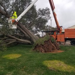 Lone Pine Tree Service