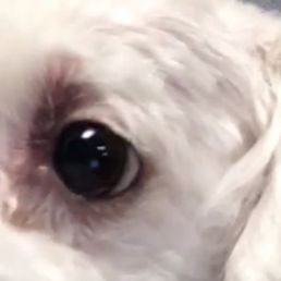 What they did to my puppys eye