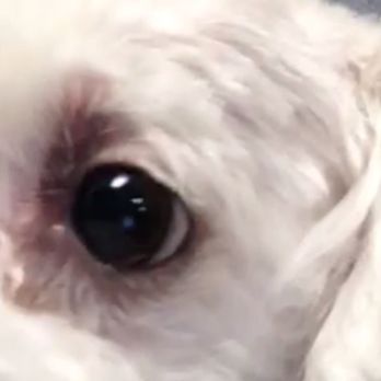 Mr Pet - What they did to my puppys eye - Pet Groomers Near Me - Fountain Valley, California