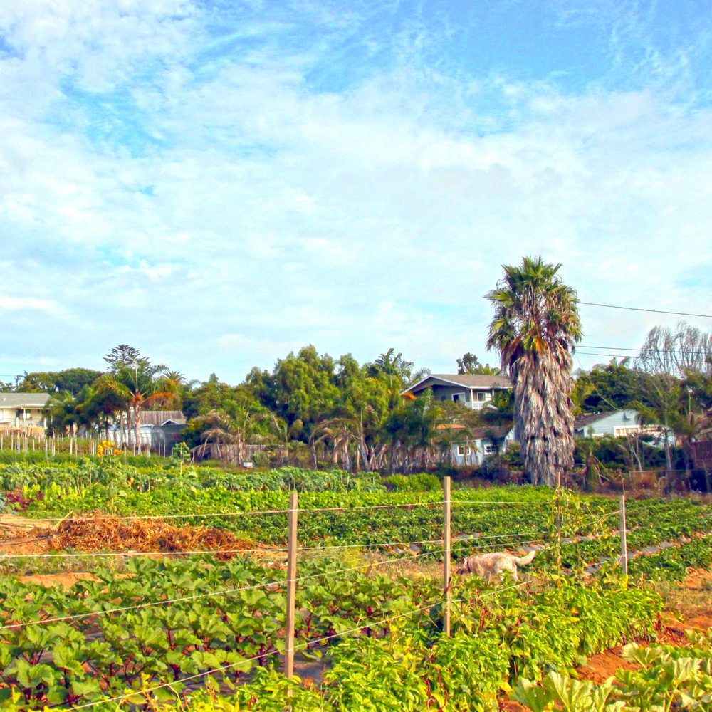Cyclops Farm - What a gorgeous view! - Farmers Market Near Me - Oceanside, California Cyclops Farm - What a gorgeous view! - Farmers Market Near Me - Oceanside, California