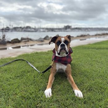 Dogs On The Run - Happy bogey boy on his parents wedding day - Dog Walkers Near Me - Carlsbad, California Dogs On The Run - Happy bogey boy on his parents wedding day - Dog Walkers Near Me - Carlsbad, California