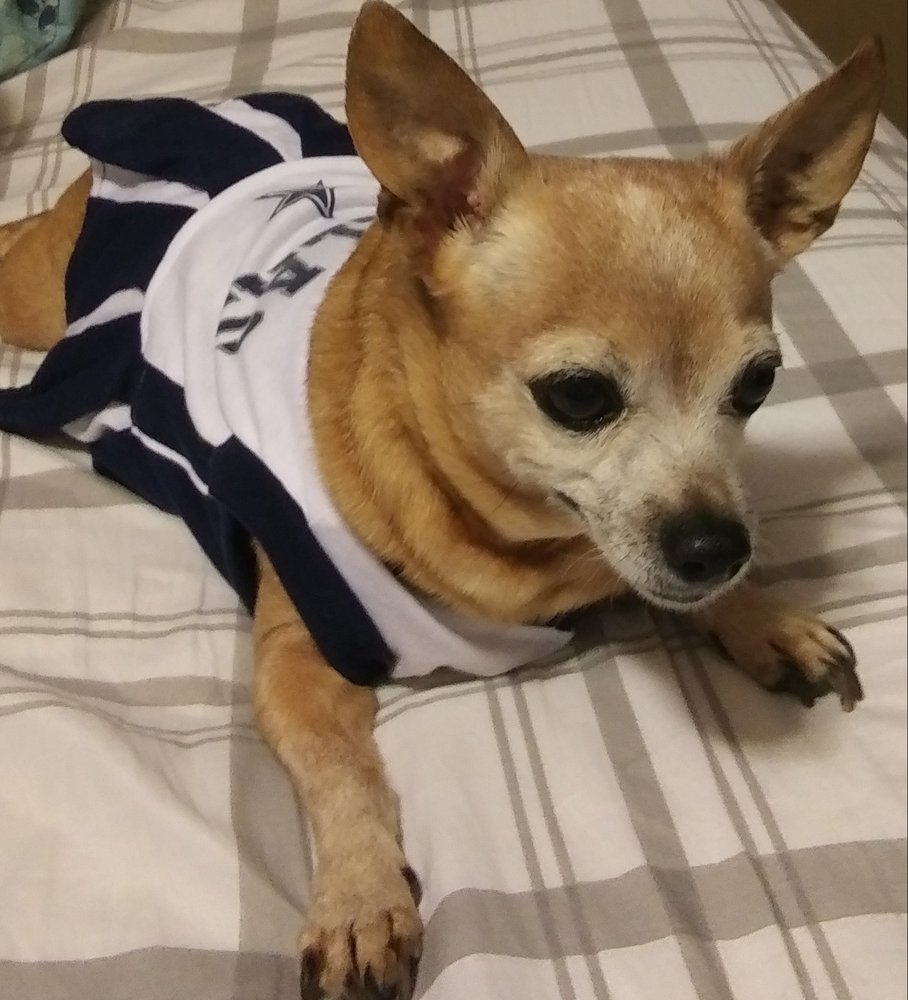 CRITTER CARE VETERINARY CLINIC 12 Reviews