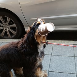 French Coffee Shop - Même les chiens n'en laissent pas 1 goutte ^^