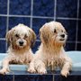 Photo of Barks A Lot Pet Resort