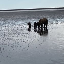 Regal Air - Mother bear feeding clams to her cubs in Lake Clark NP