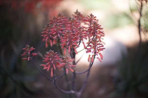 Tucson Botanical Gardens by null