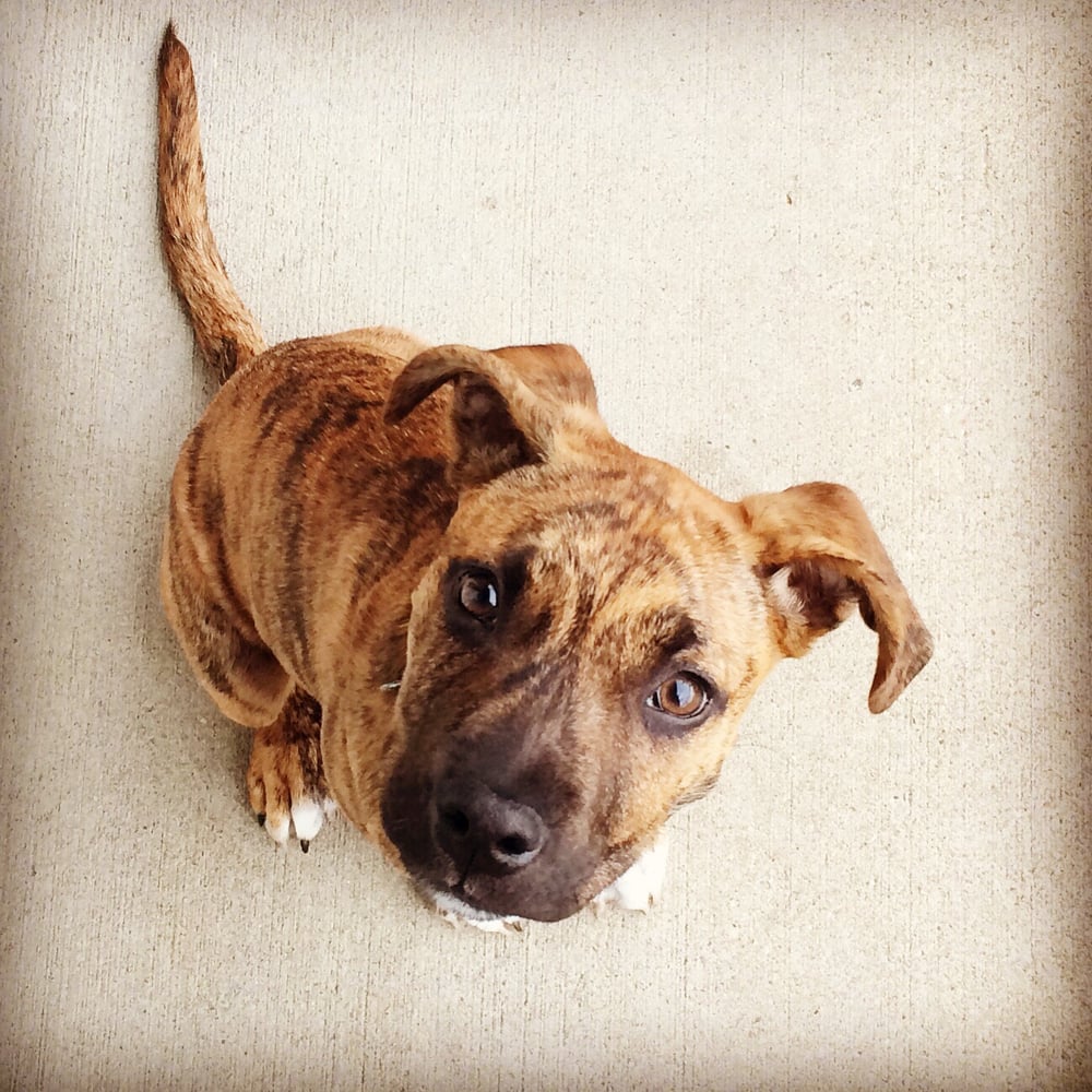 PETLAND PITTSBURGH VILLAGE OF EAST SIDE with photos Updated August