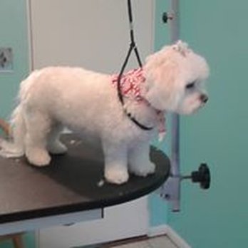 Jackson Groomers - Pet Groomers Near Me - Jackson, New Jersey Jackson Groomers - Pet Groomers Near Me - Jackson, New Jersey