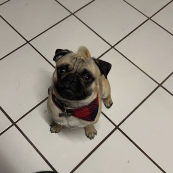 Palmdale Dog Wash - Freshly groomed and smellin' Good!! - Pet Groomers Near Me - Palmdale, California