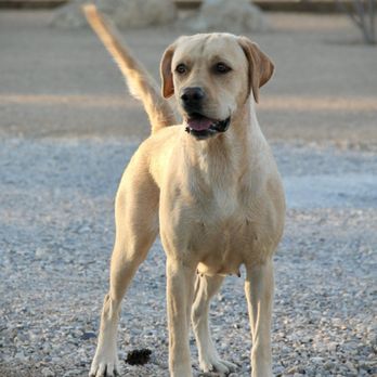 Benchmark Labradors - Pet Adoption Near Me - Las Vegas, Nevada Benchmark Labradors - Pet Adoption Near Me - Las Vegas, Nevada