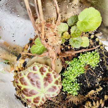 Verdant Vivariums - Nurseries & Gardening Near Me - Corona, California Verdant Vivariums - Nurseries & Gardening Near Me - Corona, California