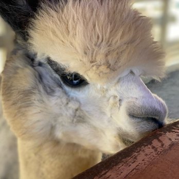 Farm School OC - Look at those amazing eyes! We love teaching our kids how to love and nurture animals - Kids Activities Near Me