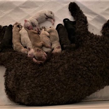 Atlantic Labradoodles - Mom Rosie with last litter. - Pet Breeders Near Me