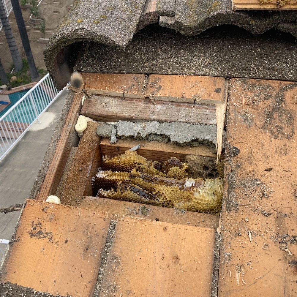 Bee Wranglers - Top of the roof - Pest Control Near Me - Riverside, California Bee Wranglers - Top of the roof - Pest Control Near Me - Riverside, California