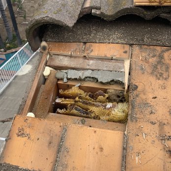 Bee Wranglers - Top of the roof - Pest Control Near Me - Riverside, California