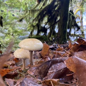 Old Salmon River Trail - Hiking Near Me - Clackamas, Oregon
