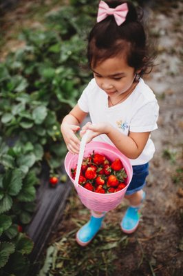 Salem Berry Farm by null