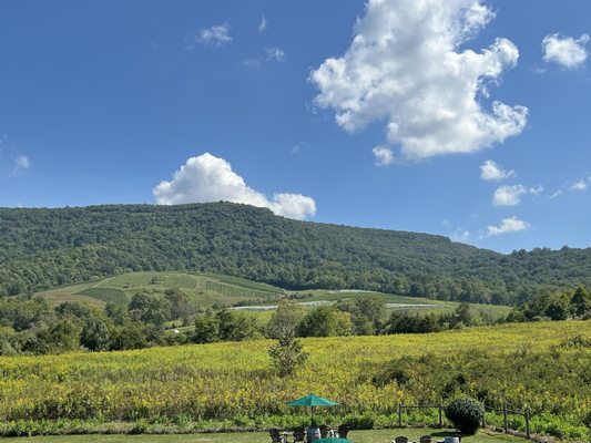 Glen Manor Vineyards by null