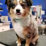 Photo of Ohana Pets Spa