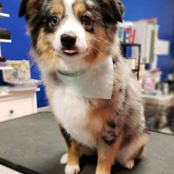 Ohana Pets Spa - Mister Bently
