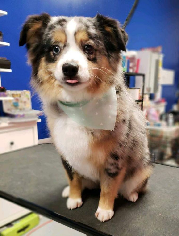 Ohana Pets Spa Image