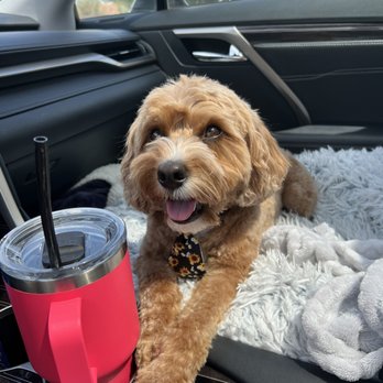 Bath Brush and Beyond - After - Pet Groomers Near Me - Albuquerque, New Mexico