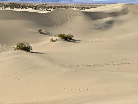 Furnace Creek Campground by null