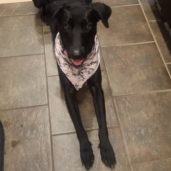 Foster 2 Home - Our beautiful Layla! 8-4-18 - Animal Shelters Near Me Foster 2 Home - Our beautiful Layla! 8-4-18 - Animal Shelters Near Me